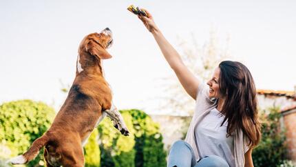 perro saltando para comer pienso sin cereales para perros