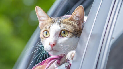 Viajar con gato en coche