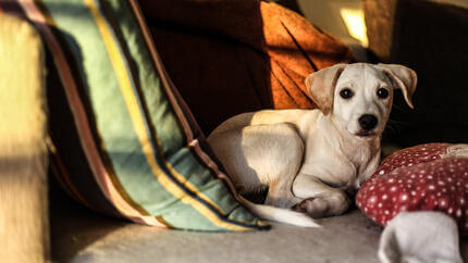 Scared dog on a couch