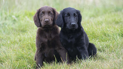 Perro marrón y negro sentado en el campo de hierba