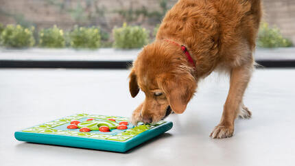 Senior golden retriever jugando con rompecabezas cerebral