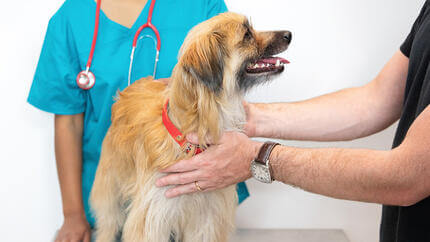 perro siendo revisado en el veterinario