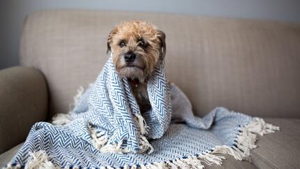 Perro pequeño envuelto en una manta azul y blanca.