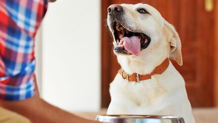 Perro feliz con la lengua fuera