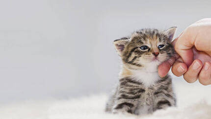 Pequeño gatito siendo acariciado.