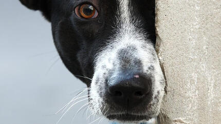 El comportamiento de los perros