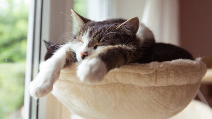 Gato dormido en un árbol de gato