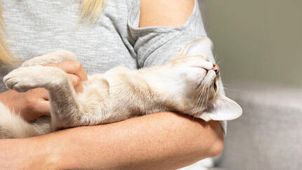 Gato tendido en brazos de mujer