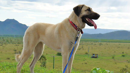 Perro de pie en el campo con montañas en segundo plano.