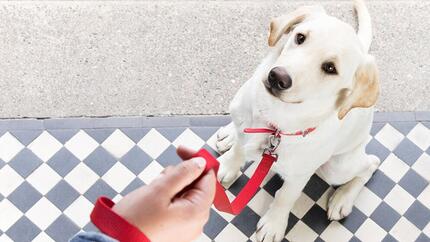 Cómo fomentar un comportamiento más tranquilo en los perros con suplementos calmantes