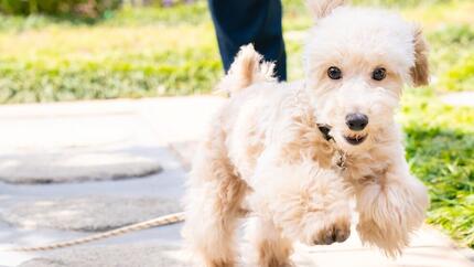 Cómo cuidar mejor la piel y el pelo de tu mascota