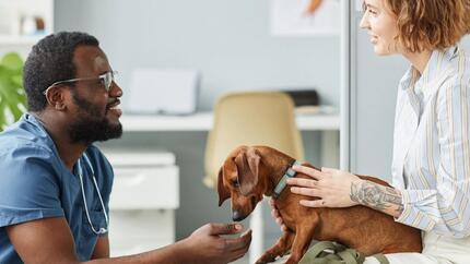 Perro con dueño y médico veterinario.