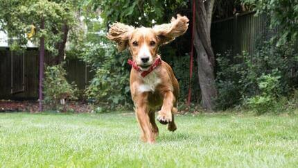 Cachorro corriendo en el jardín