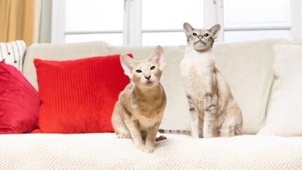 Dos gatos beige sentados en un sofá con una almohada roja.