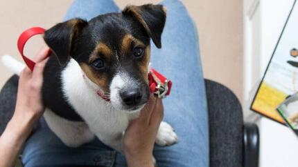 Qué esperar de la primera visita del cachorro al veterinario