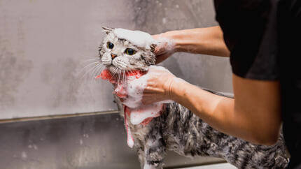 ¿Por qué los gatos odian el agua?