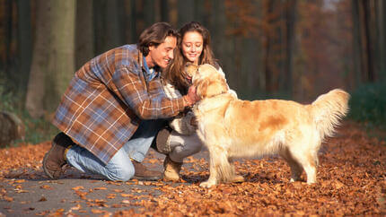 Golden retriever en un bosque otoñal siendo acariciado por los propietarios.