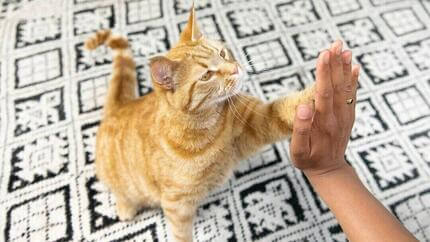 Los 100 mejores nombres de gato que le encantarán a tu mascota