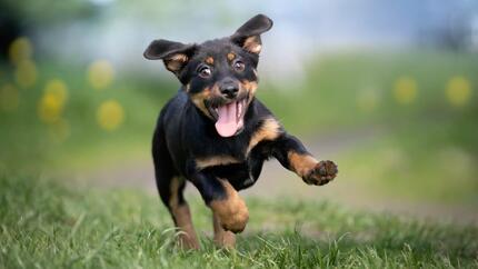 ¿Cuáles son las razas de perros más famosas?