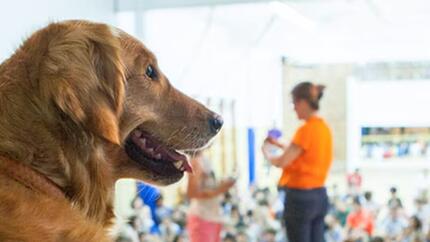 Perro de educación asistida en una escuela