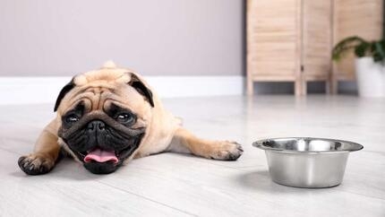 Perro de raza pug recostado en el suelo junto a un cuenco metálico