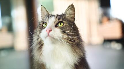 gato peludo