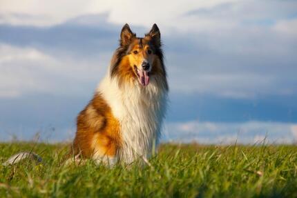 Perro border collie de pelaje largo marrón y blanco sentado en un prado con cielo azul de fondo