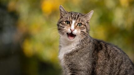 Gato atigrado de pelaje gris y blanco con ojos verdes, sentado y maullando