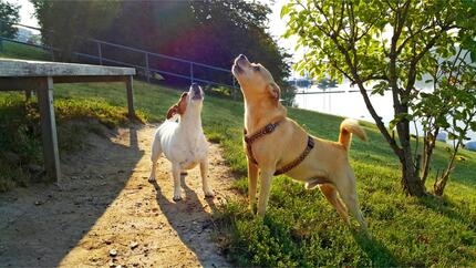 Dos perros pequeños de pie sobre un sendero de tierra en un parque, ambos mirando hacia arriba y ladrando, con árboles y césp