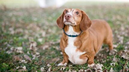Perro pequeño marrón mirando hacia arriba mientras está de pie sobre hojas en el suelo.