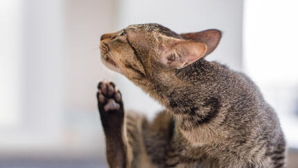Gato rascándose la cabeza con la pata trasera.