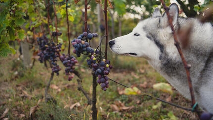 Husky blanco y gris oliendo racimos de uvas en el campo.