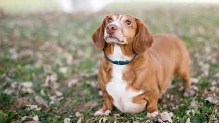 Perro pequeño marrón mirando hacia arriba mientras está de pie sobre hojas en el suelo.
