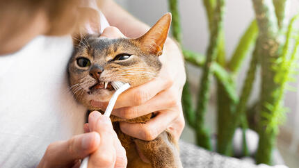 ¿Cada cuánto se debe cepillar los dientes a un gato?