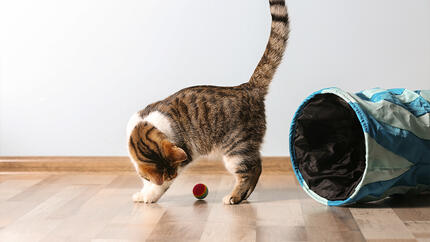 Cómo entretener a un gato: 5 ideas fáciles para casa