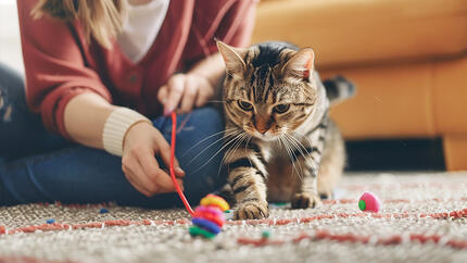 ¿Cómo jugar con tu gato correctamente?