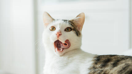 ¿Es normal que mi gato tenga mal aliento? Cómo saberlo y prevenirlo