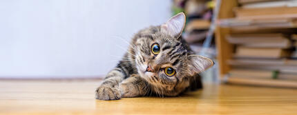 Cómo mejorar el aliento de tu gato en casa