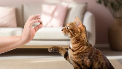 ¿Se puede adiestrar a un gato?