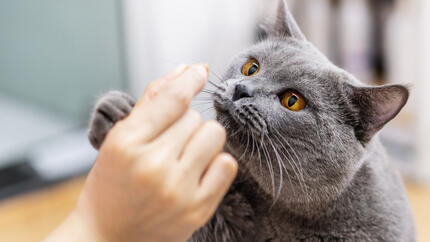 ¿Cuántos snacks puede comer un gato al día? Guía fácil para no pasarte
