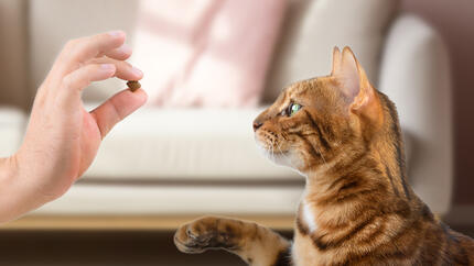 ¿Qué snacks son buenos para gatos? Cómo elegir bien sin equivocarte