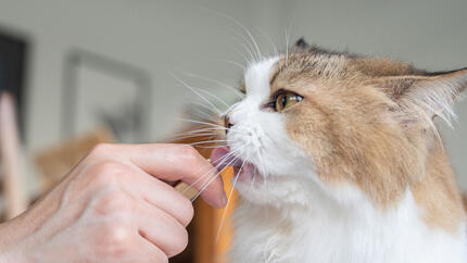 Snacks líquidos o cremosos para gatos: para qué sirven y cuándo usarlos
