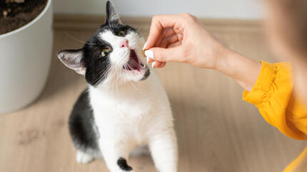 Tipos de snacks para gatos: cuál elegir según cada objetivo