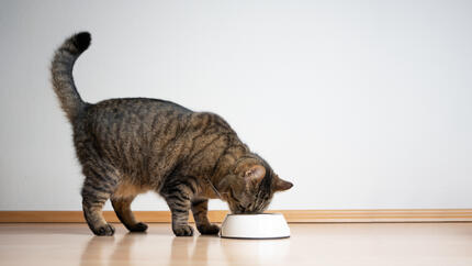 Gato atigrado comiendo de un cuenco blanco en el suelo.
