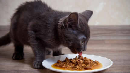 Gato comiendo comida húmeda con trocitos de carne en salsa de un plato blanco.