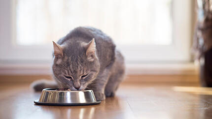 Gato gris atigrado comiendo de un cuenco metálico en el suelo.