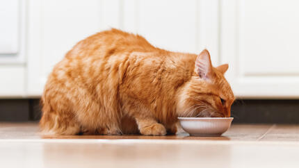 Gato naranja de pelo largo comiendo de un cuenco blanco en el suelo.