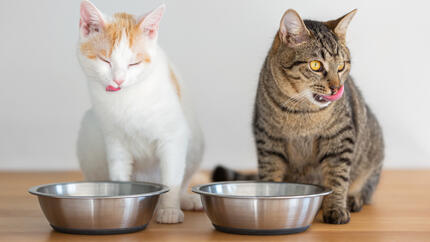 Dos gatos, uno blanco y naranja y otro atigrado, lamiéndose el hocico junto a sus comederos metálicos.