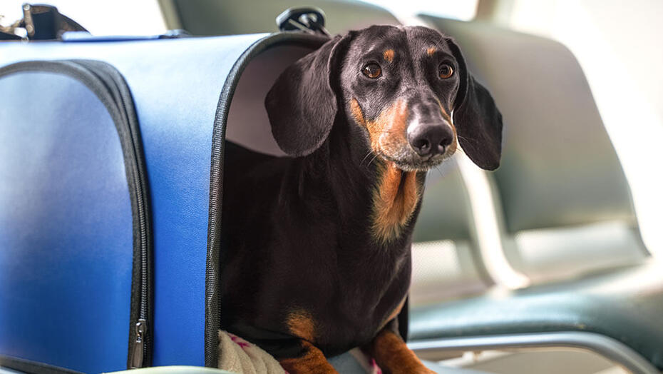 Perro Salchicha dentro de un transportín en un avión