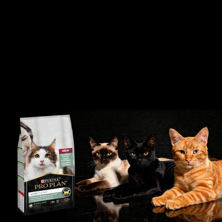 Gatos al lado del producto Proplan